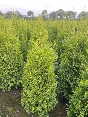 20x Thuja Brabant 140–150 cm –Topfware inkl. Anwachsgarantie | Immergrüne Heckenpflanzen | im großen 7,5L Topf für sicheres Anwachsen – Gartenhecke | Heckenpflanzen | Immergrüner Lebensbaum |