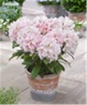 100 pezzi semi japonés Rododendro Fiori per il giardinaggio Bella rosa pallido