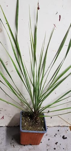 Yucca rostrata 'Sapphire Skies' ® / Yucca rostrata Bleu/Godet