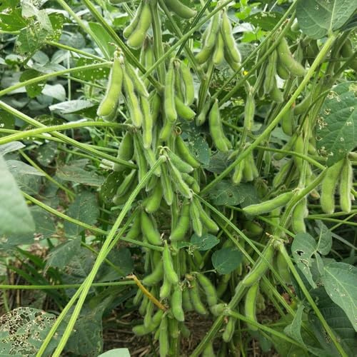 semi di edamame, fagiolo biologici di invernali resistenti per il giardino di resistenti 130pcs