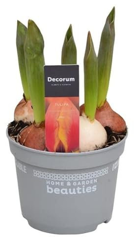 Planta Natural de Tulipán Flor en Bulbo para Sembrar en Casa