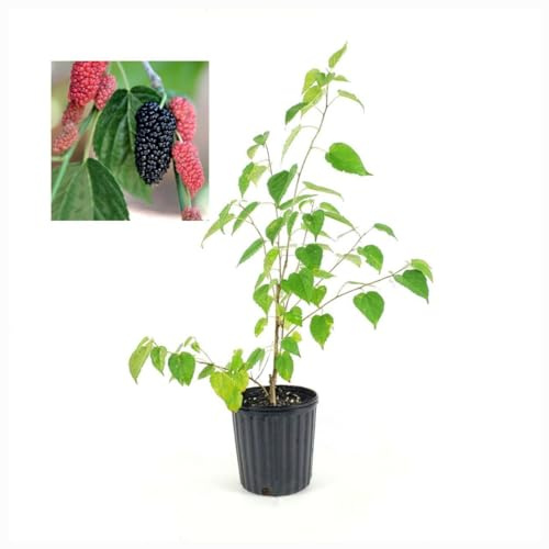 Dwarf Ever-Bearing Mulberry Plant, 6 Inch Pot, Compact Bush, Fruits Throughout Season