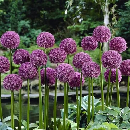 bulbi di allium - allium giganteum - all'aperto aglio ornamentale resistenti, in vaso da balcone resistenti in vaso balcone rialzato 4pcs