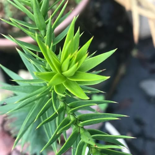 araucaria araucana - semillas de jardín del balcón decoración silvestres perennes 30pcs
