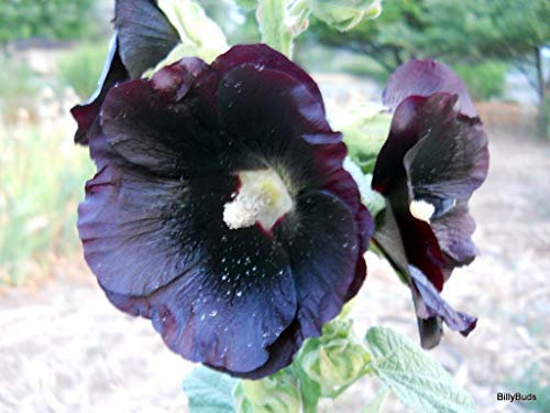 30 semi Malvarosa nera