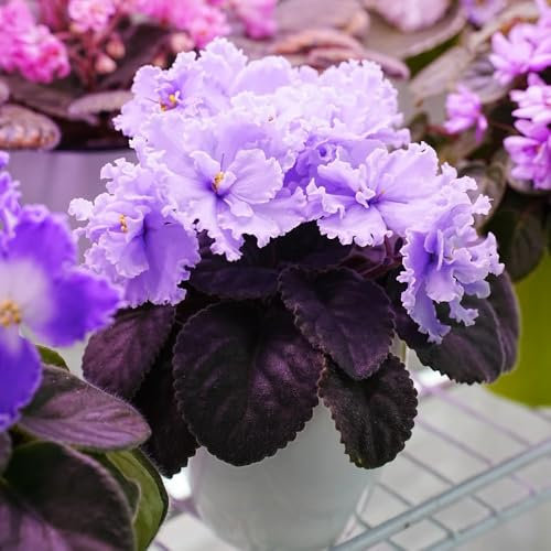 Usambaraveilchen Pflanze Samen Kaufen - samen anzucht-Dekorative Pflanzen blumen garten-einfach zu Pflanzen zimmerpflanzen-langer Blütezeit für eine deko garten-pflanzen für sonnige 200pcs