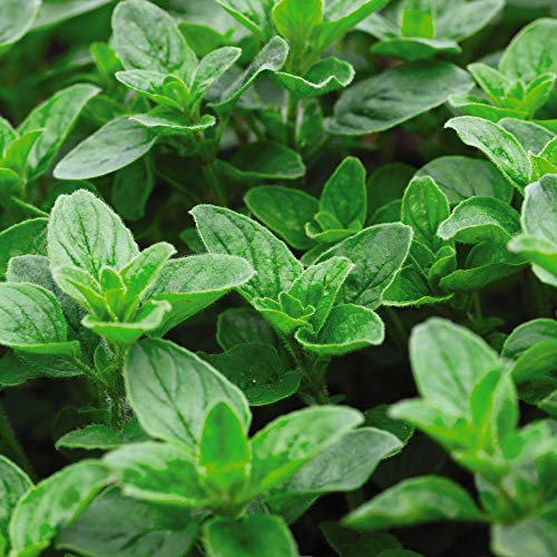 Oregano Seeds Hardy Perennial Herb Garden Plants Grow Your Own Wild Marjoram 1 Packet of Seeds by Thompson & Morgan