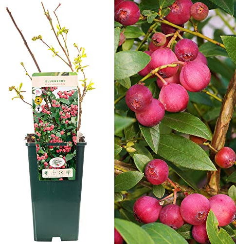 Blueberry Vaccinium Pink Lemonade | Deciduous Fruit Plant Shrub | 30-50cm Potted