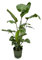 Trendyplants - Strelitzia Nicolai inklusive elho Greenville Rund grün - 160 cm - Ø30cm