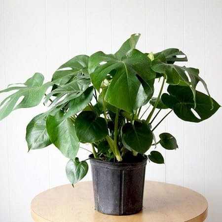 100 graines de plantes Monstera vertes