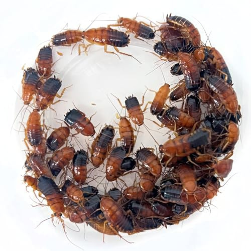 Exo-Morphs Large Red Runner Roaches (1/2 - 1) Blatta lateralis - Live Feeder Insects (50 Count)