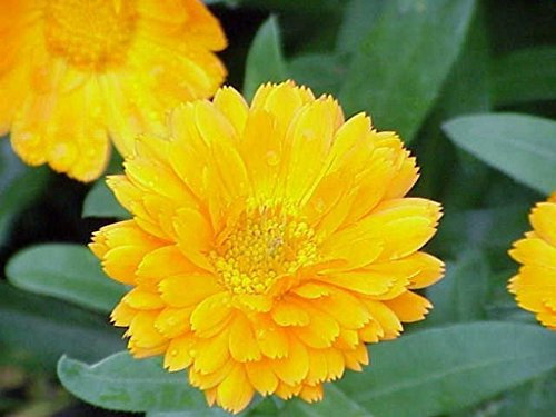 Calendula Pot Marigold- 50 graines Jaune-