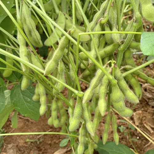 semillas de edamame, camas elevadas para jardín de frijol de resistentes exóticas resistentes 12pcs