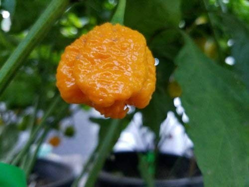 1 paquet de 7 Pot Lava graines de poivron jaune Capsicum Chinense