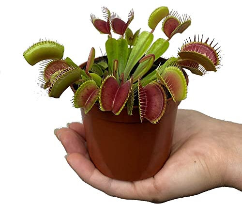 Dionaea Muscipula PREMIUM Planta Carnívora Natural
