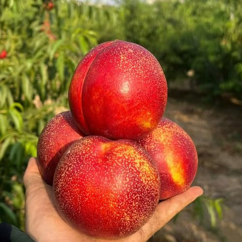 pfirsichbaum winterhart - samen balkon hochbeet pfirsichbaum bio saatgut bonsai baum zimmerpflanzen samen obst samen - Seltene Pflanzen serie - säulenobstbäume balkonpflanzen 7pcs