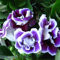 100Pcs Saintpaulia Ionantha Violette africane Semi Bella pianta da giardino fiorita per piantare giardini Viola