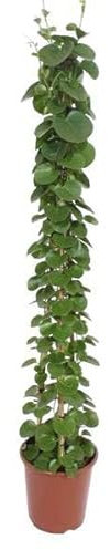 Cissus rotundifolia Piramide – 160 cm – Ø 27