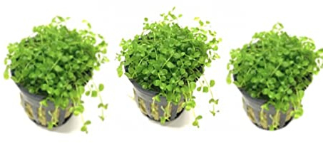 Marcus Fish Tanks - 3X Micranthemum Monte Carlo Pots Easy Live Aquarium Plants