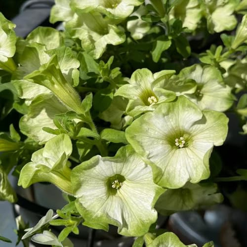petunias - petunias colgantes de jardín de balcón semillas petunia Balcón con en macetas semillas silvestres sombra pradera decorativas cobertura 900semillas