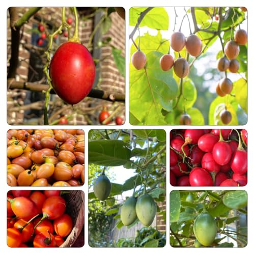 tamarillo tomate resistentes orgánicos semillas orgánicas jardín semillas de reverdecimiento tejados columnar balcón 300pcs