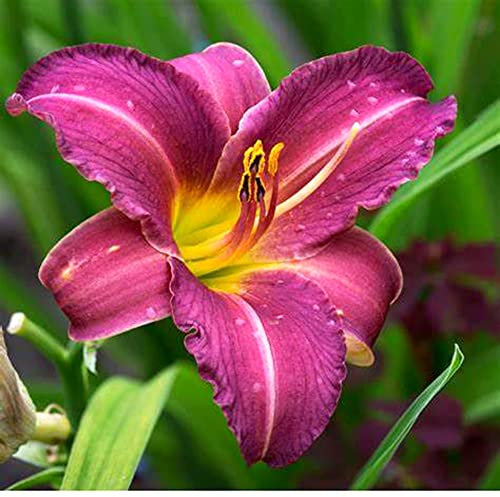 Hemerocallis, daylily, bulbi di daylily, daylilies, facili da piantare, possono essere piantati in vaso o nel terreno, è una buona dei fiori