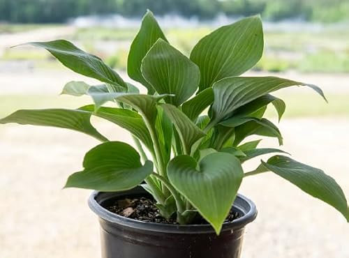 40 graines de plantes Hosta vertes