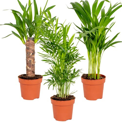3x Tropische Palmenmischung – Dypsis-Chamaedorea-Yucca – Pflegefreundlich – ⌀12 cm – 20-45 cm