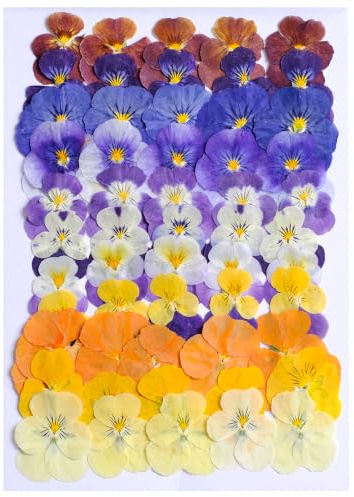 55 PièCes Fleur Sechees Decoration Fleurs SéChéEs PresséEs Emballé Sous Vide RéSistant Aux Chocs Dried Pressed Flowers Pour La DéCoration De GâTeaux, La Garniture De Cocktails Et Le Gaufrage Artisanal