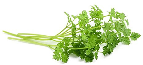 Chervil Plants, 2 x Full Plants in 9cm Pots, Herb Plants, Herbs, Garden Ready and Ready to Plant, Premium Quality Herbs