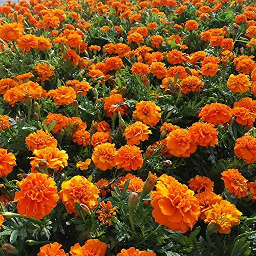 Haloppe 1000 Stücke gemischte Ringelblumen-Blumen-Pflanzen-Samen für Hausgarten-Pflanzung, gemischte Ringelblumen-Samen-Zierpflanze-Blumen-Garten-Büro-Balkon-Dekor Ringelblumensamen