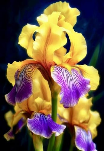 Resistente al frío -/ Raíz de Iris-/Vertical -/ Decoración paisajística para terrazas de jardín -/ [CXXFGFT].-6 bulbos-F