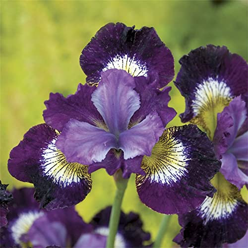 Iris siberiano - Perenne resistenti al freddo-Design unico
