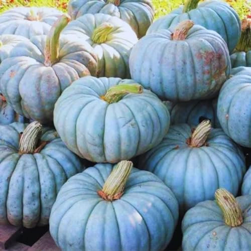 20 Stück Kürbis Samen, Kürbis Pflanzen Samen, Gemüsesamen, zierkürbis samen, Ideale Garten Pflanzen, Balkon Pflanzen, 20Pcs Pumpkin Seeds (Blau)