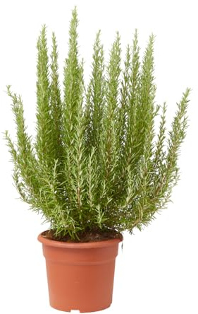 Verdecora Romero Alto maceta Ø24cm | Rosmarinus officinalis | Planta Mediterránea Aromática y Decorativa | Ideal para Jardín, Terraza o Huerto Urbano
