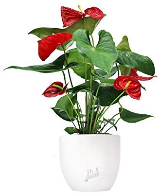 Anthurium Rosso Altezza 45 cm, Pianta Vera, Pianta da Interno, Vaso Artigianale in Terracotta - Bianco Perlato