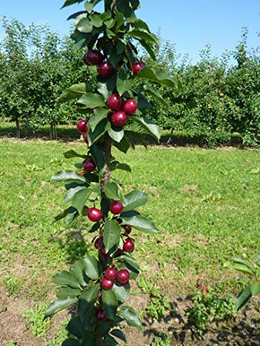 Jachim, Säulen-Sauerkirsche, Säulenobst, 100-120cm im Topf