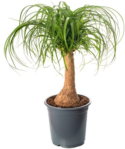 Pony Tail Palm Large Indoor House Plant Real Evergreen Nolina Tall Home Plants (60-70cm incl. Pot)