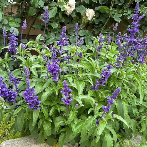 salbeisamen kräuter stauden winterhart mehrjährig garten geschenke für männer, zimmerpflanze frühlingsblumen dachbegrünung deko pflanzen samen winterharte pflanzen für balkon, 80pcs