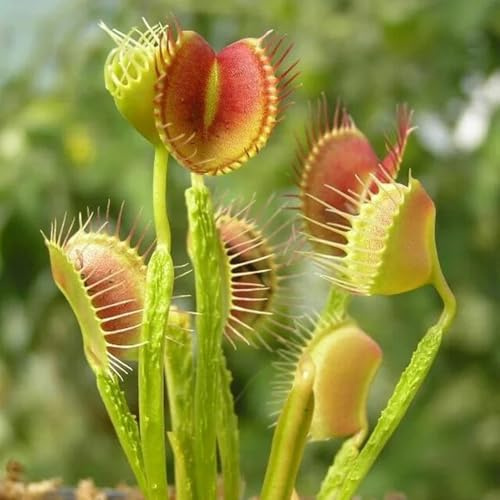 Semi di Venere acchiappamosche, esotiche carnivora, giardino semi di carnivore semi di d'appartamento da interno 120pcs