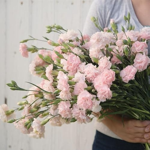 Gardening Treasures: 100+ Carnation Chabaud La France Seeds