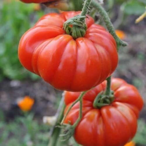 Tomato Seeds Montserrat - Heirloom Beefsteak Tomato Plant Seed
