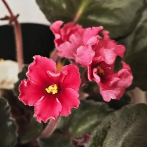 Usambaraveilchen Samen, alte sorten saatgut Usambaraveilchen Pflanze Kaufen, pflanzen für sonnige plätze pflanzen samen wohnzimmer deko usambaraveilchen pflanzen samen gartenpflanzen 100pcs