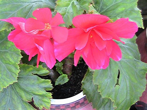 Timide rose bégonia tubéreux Graines ACCROCHAGE PLANT PANIER