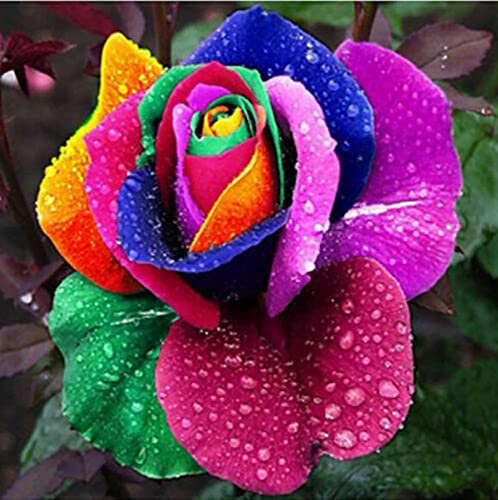 TOYHEART 200Pcs Premium Blumensamen, Rainbow Rose Seeds Schöne Schnelle Keimung Samen Blumentopf Bonsai Samen Für Den Haushalt MISCHEN