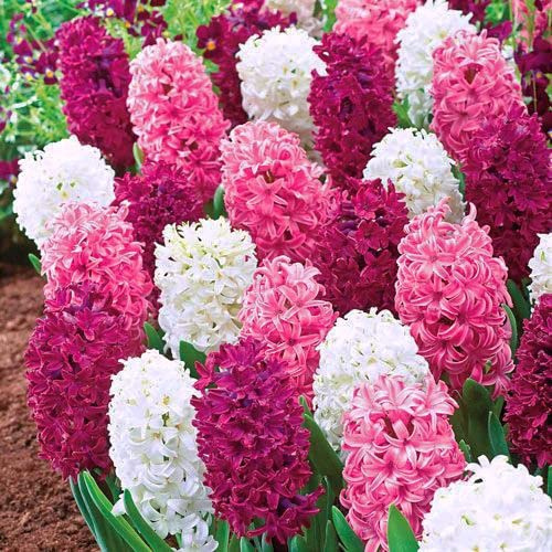 25 X Giacinti Profumati Misti - Hyacinthus Orientalis Mix - Bulbi Di Alta Qualità (25)