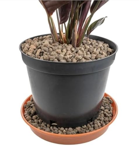 25Liter Grade 4mm-8mm Clay Pebbles, Hydroton or LECA-Lightweight Expanded Clay Aggregate, Heated Clay - used in hydroponic systems, aquaponics, and as a growing medium for plants.