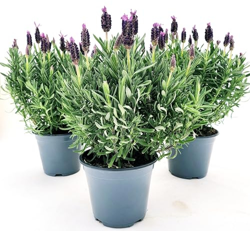 POWERS TO FLOWERS - LAVANDA STOECHAS 3 PIANTE, vaso 14cm DIAMETRO, piante vere