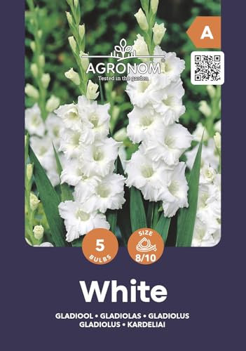 AGRONOM | GLADIOLEN - WHITE | Mehrjährige Blumenzwiebeln | Weiß Blumen | Werden in Blumengärten, Töpfen angebaut, in blühenden Rasenflächen | 5 Blumenzwiebeln