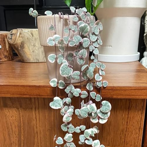 leuchterblume hängend samen gartenpflanzen winterhart mehrjährig, ceropegia woodii, wohnzimmer deko, hängepflanze seltene pflanzen, hochbeet samen pflanzen wand, balkon 15pcs